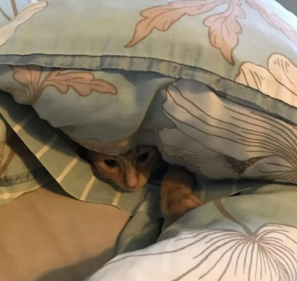 gatto sotto il cuscino