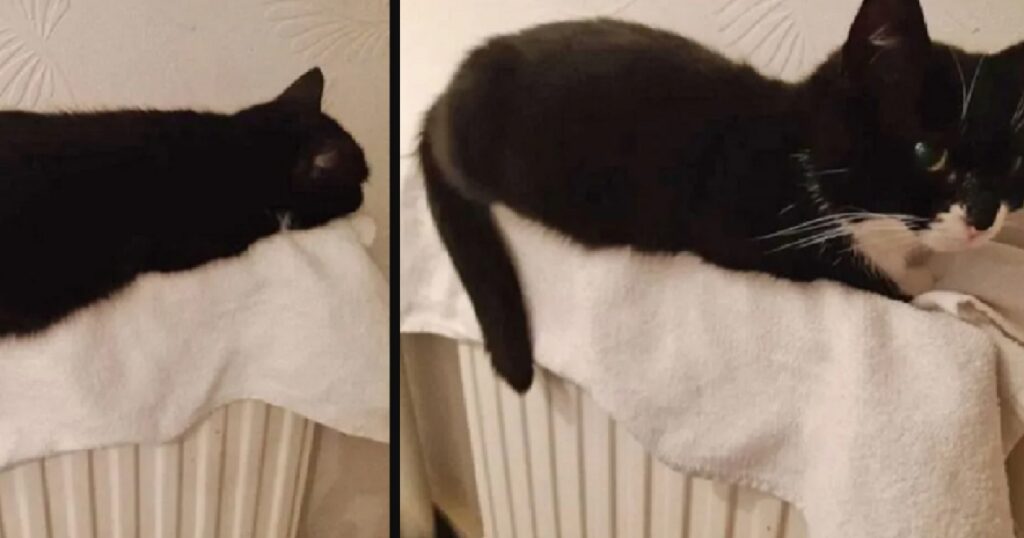gatto sopra asciugamano su termosifone