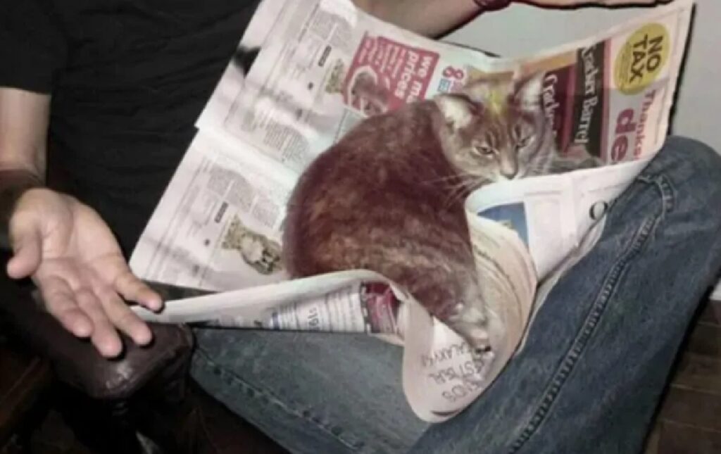 gatto sopra il giornale