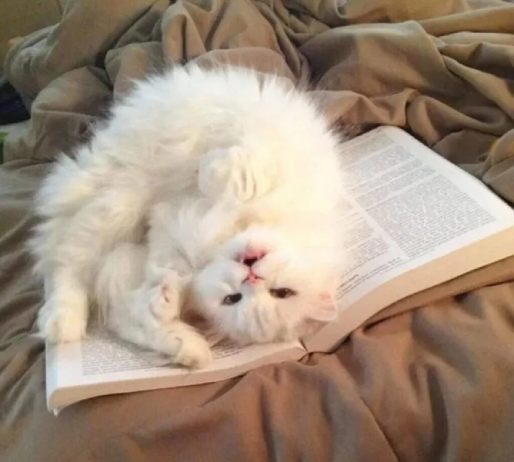 gatto bianco sopra il libro