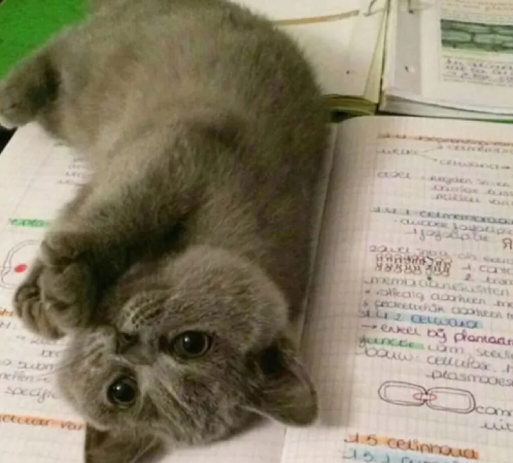 gatto certosino matematica