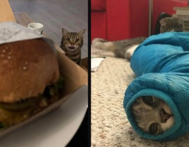 gatti in immagine scattate al momento giusto