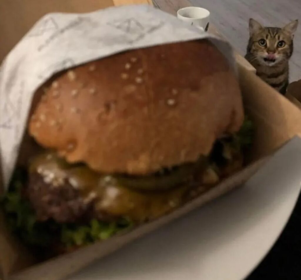 gatto dietro hamburger