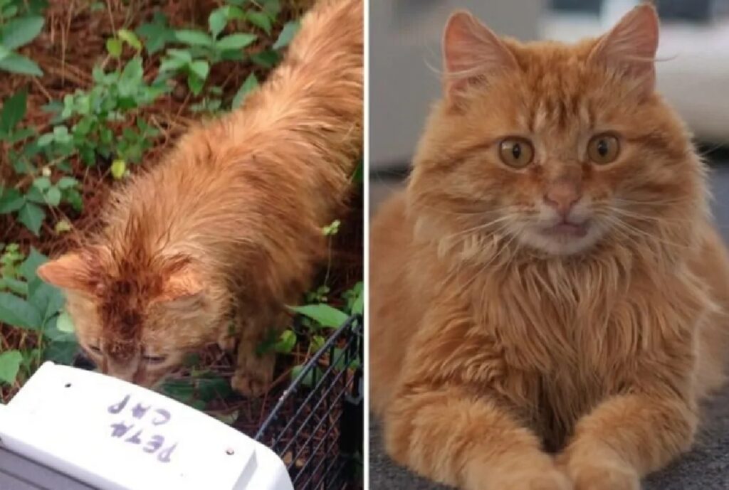 gatto rosso prima e dopo