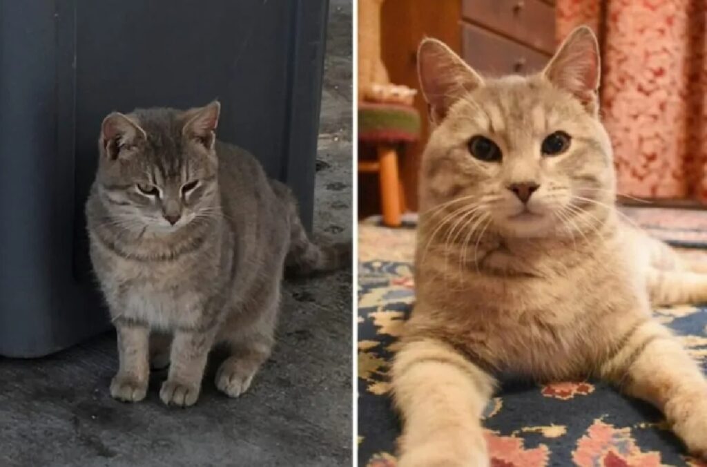 gatto grigiastro prima e dopo