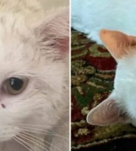 gatti che hanno avuto un passato complicato