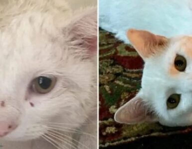 gatti che hanno avuto un passato complicato