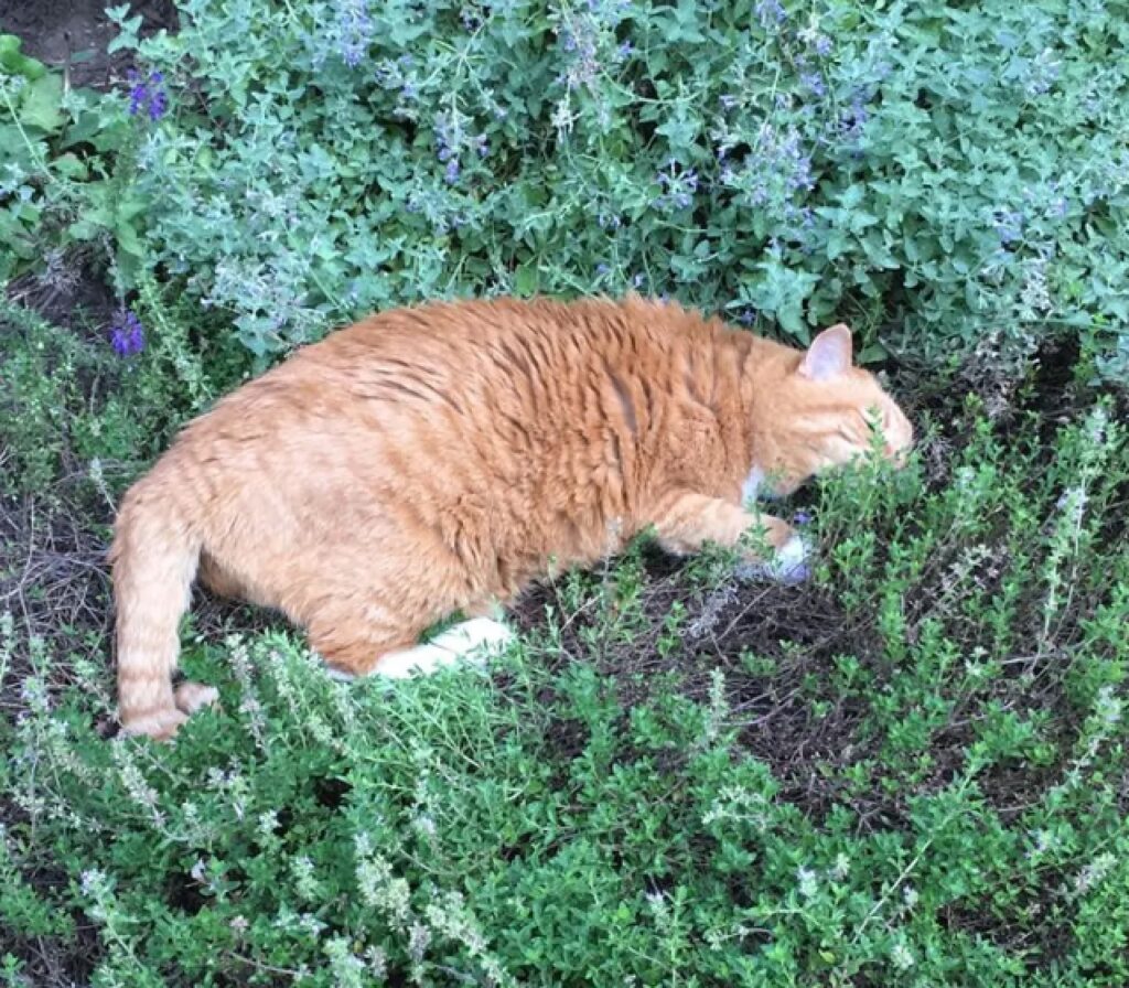 gatto amante della natura