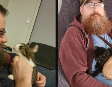 gatti che hanno cambiato l'esistenza dei proprietari
