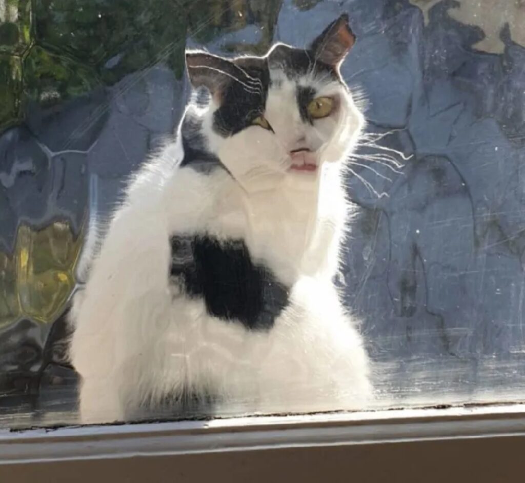 gatto spia fuori finestra