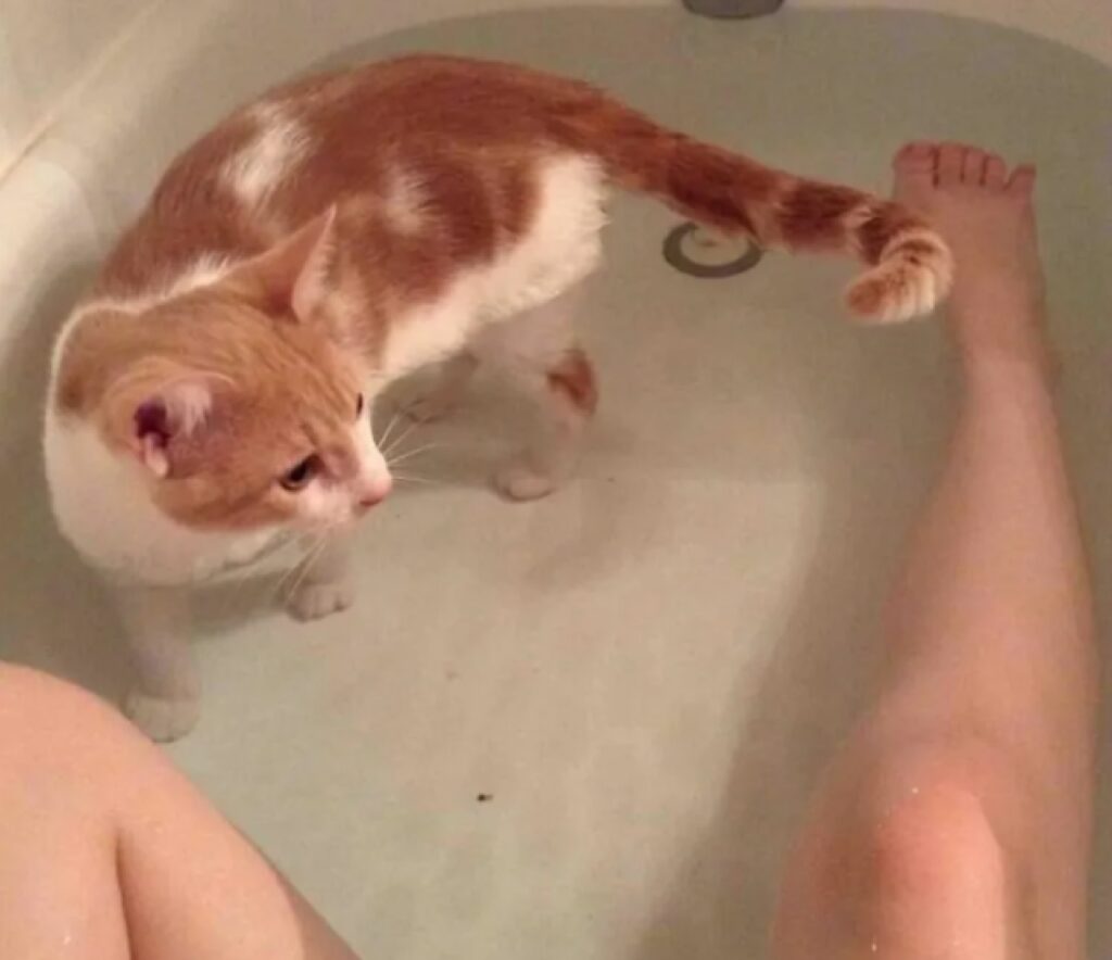 gatto entra in acqua