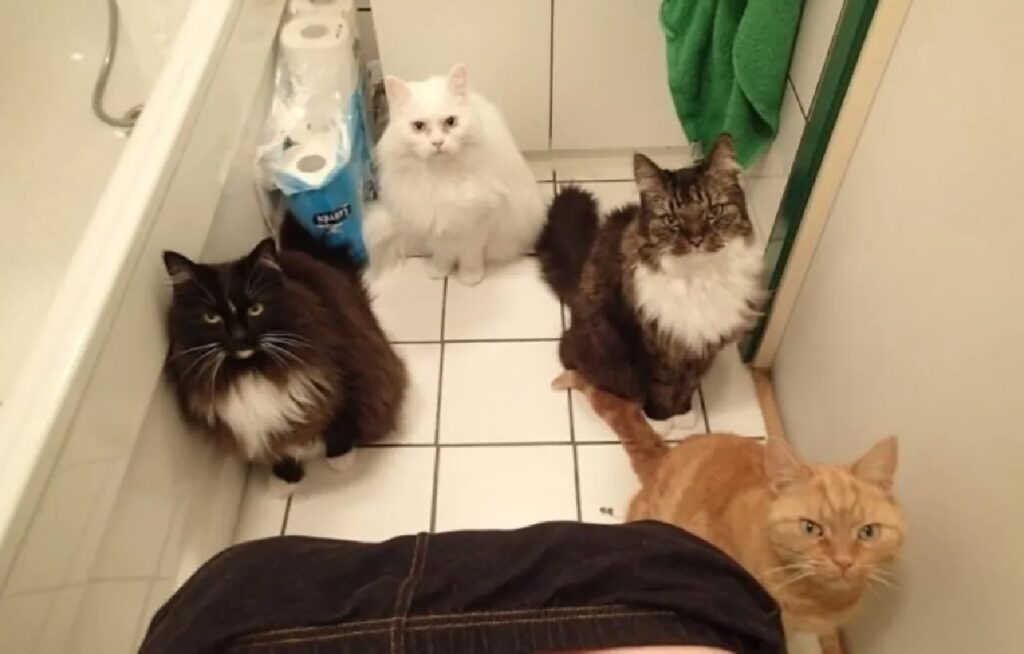 gatti in gruppo guardano proprietario