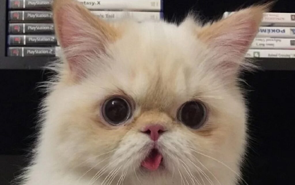 gattino lingua rosa