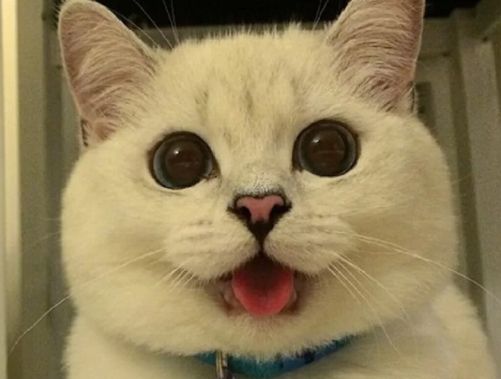 gatto meraviglia nel volto
