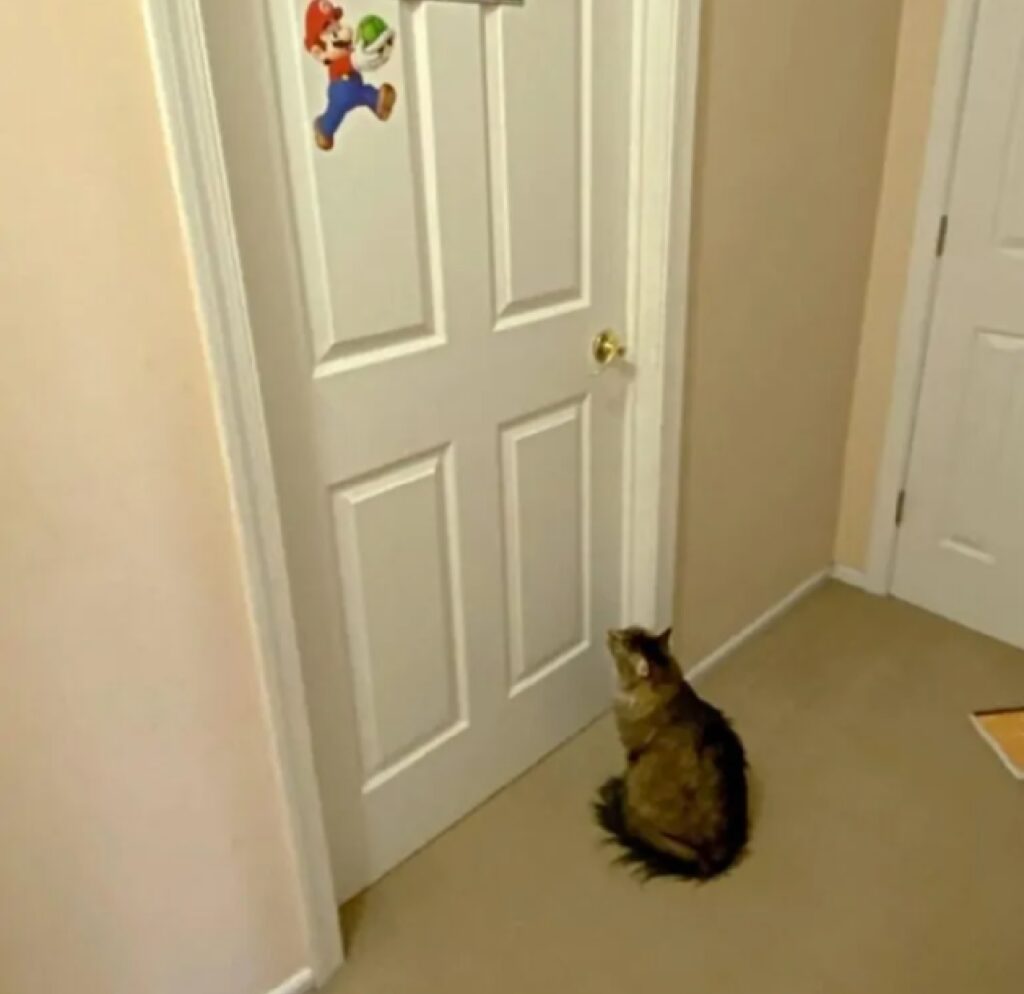 gatto attende apertura porta