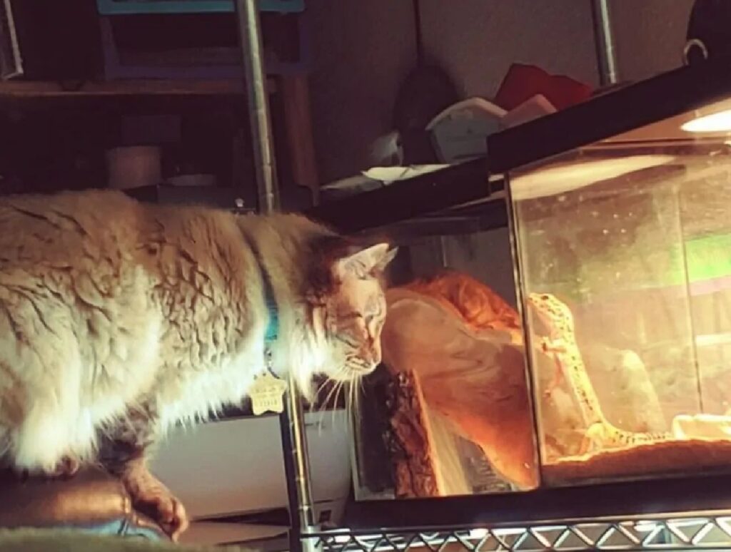 gatto da il buongiorno al pesce