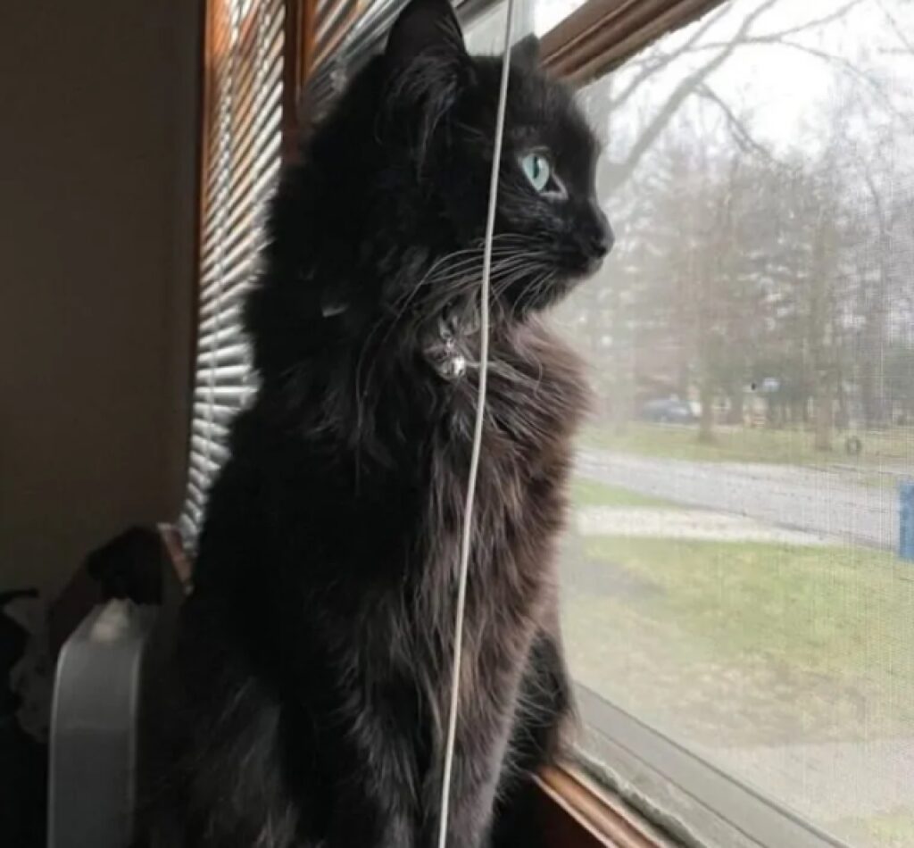 gatto davanti finestra