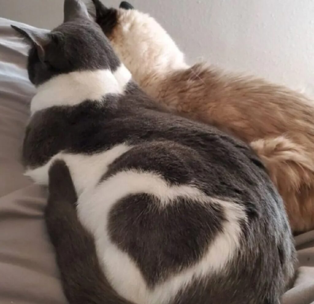 gatto cuore vicino coda