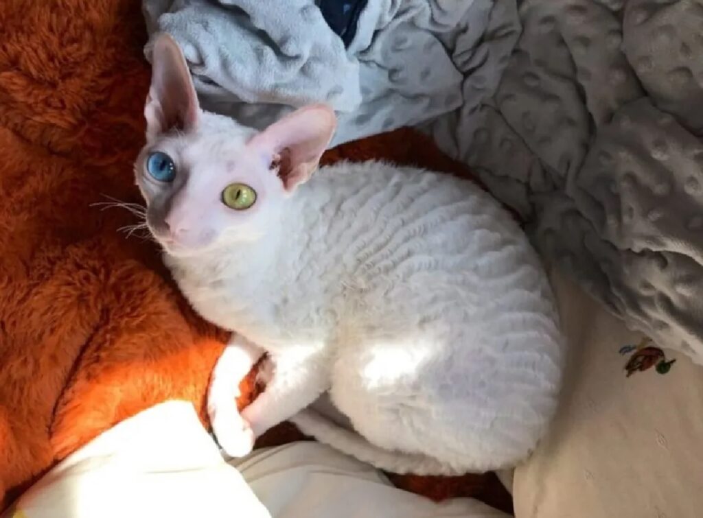 gatto sphynx colore occhi