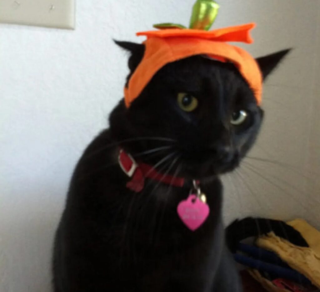 gatto con panno arancione