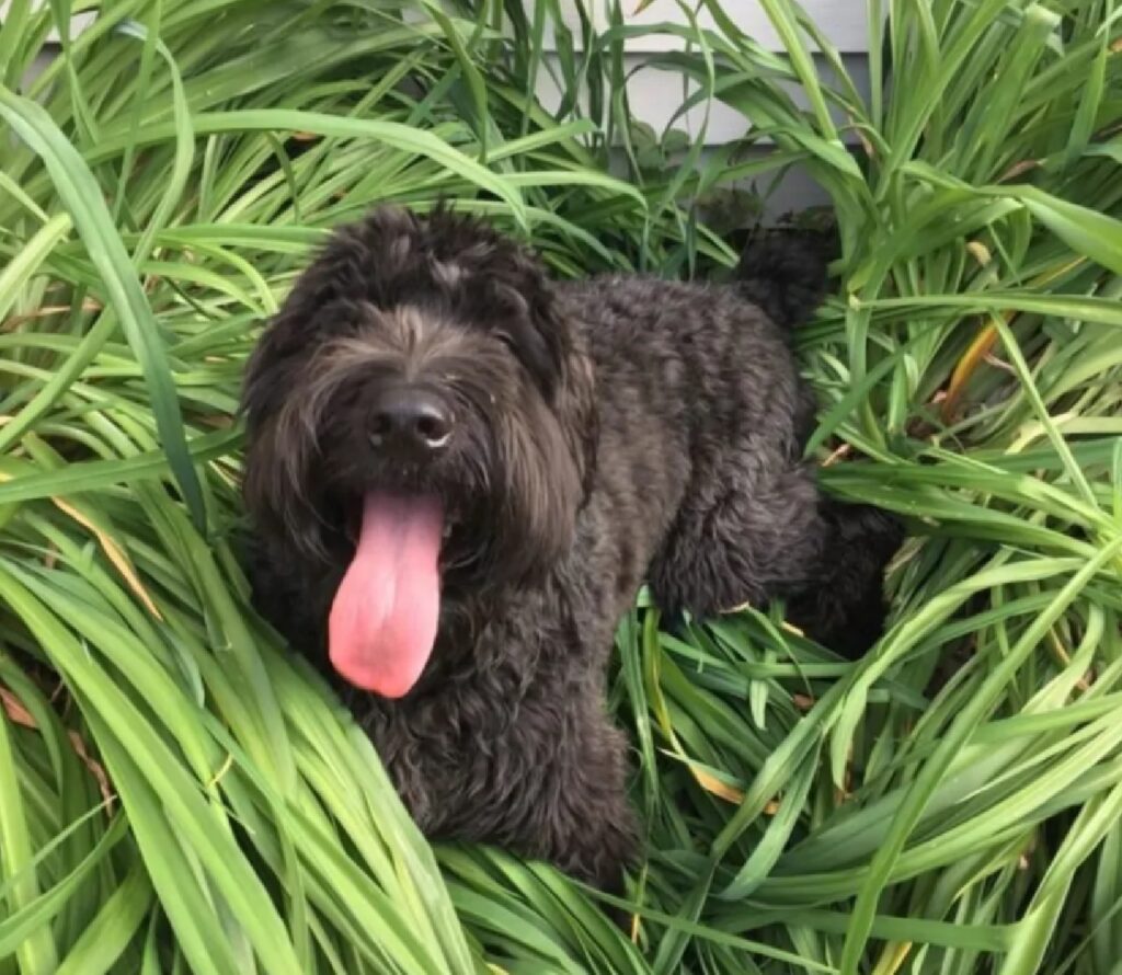 cane sulle fogli verdi