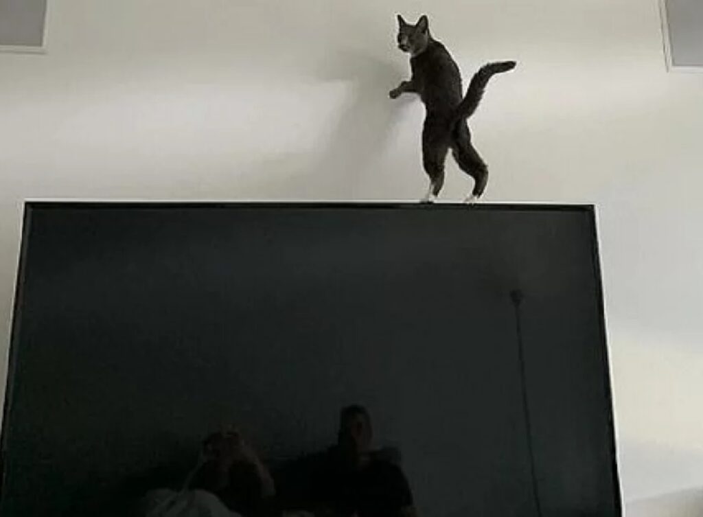 gatto cammina sulla tv