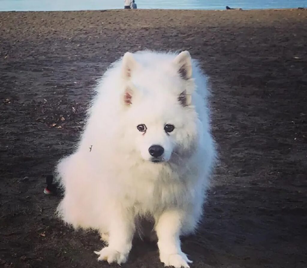 cane pelo bianco folto