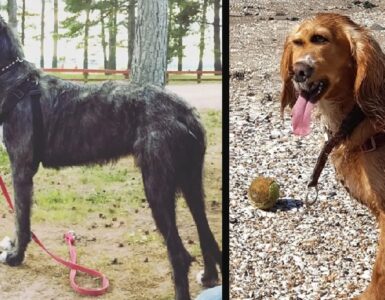 cani che sulla carta dovevano stupire per bellezza