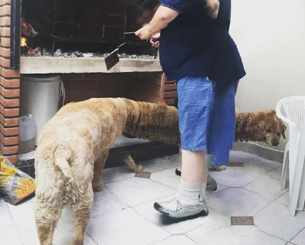 cagnolino si distende in lunghezza