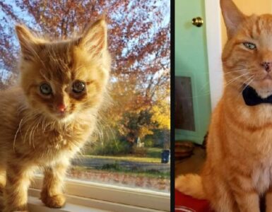 gatti che ti convinceranno ad amarli
