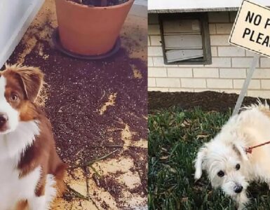 cani dispettosi che non sanno comportarsi bene