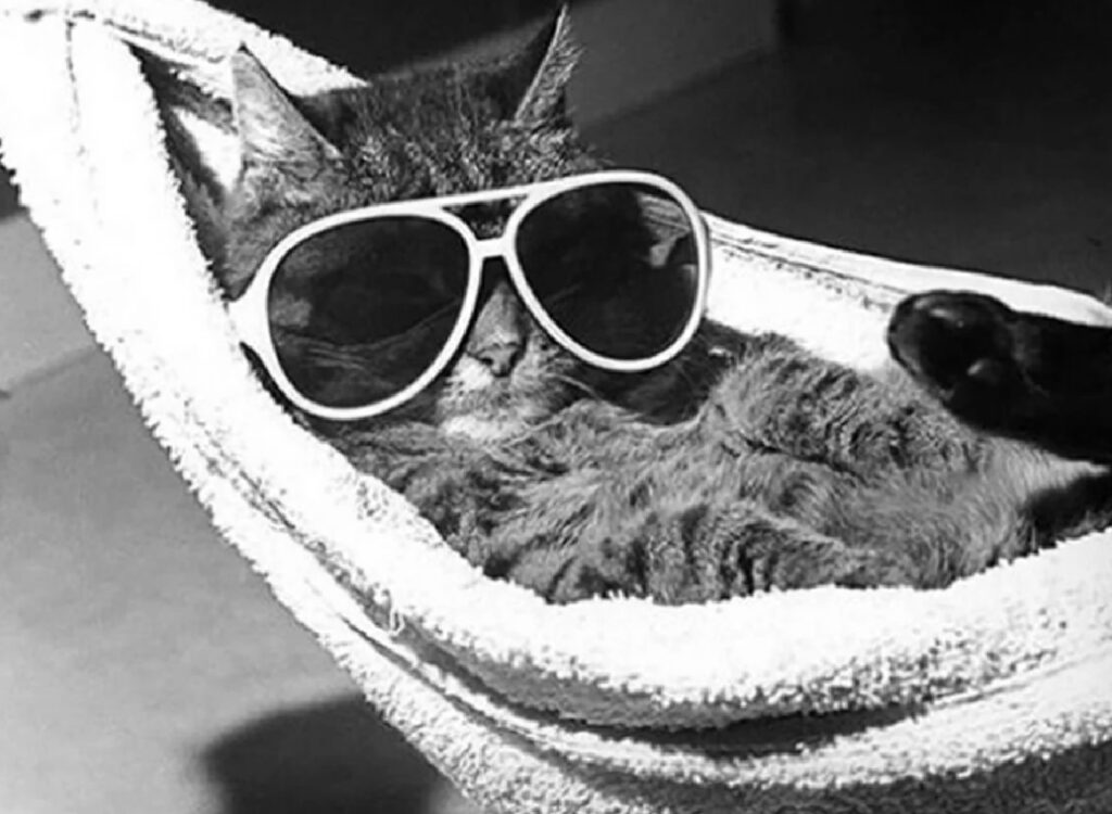gatto dorme con occhiali