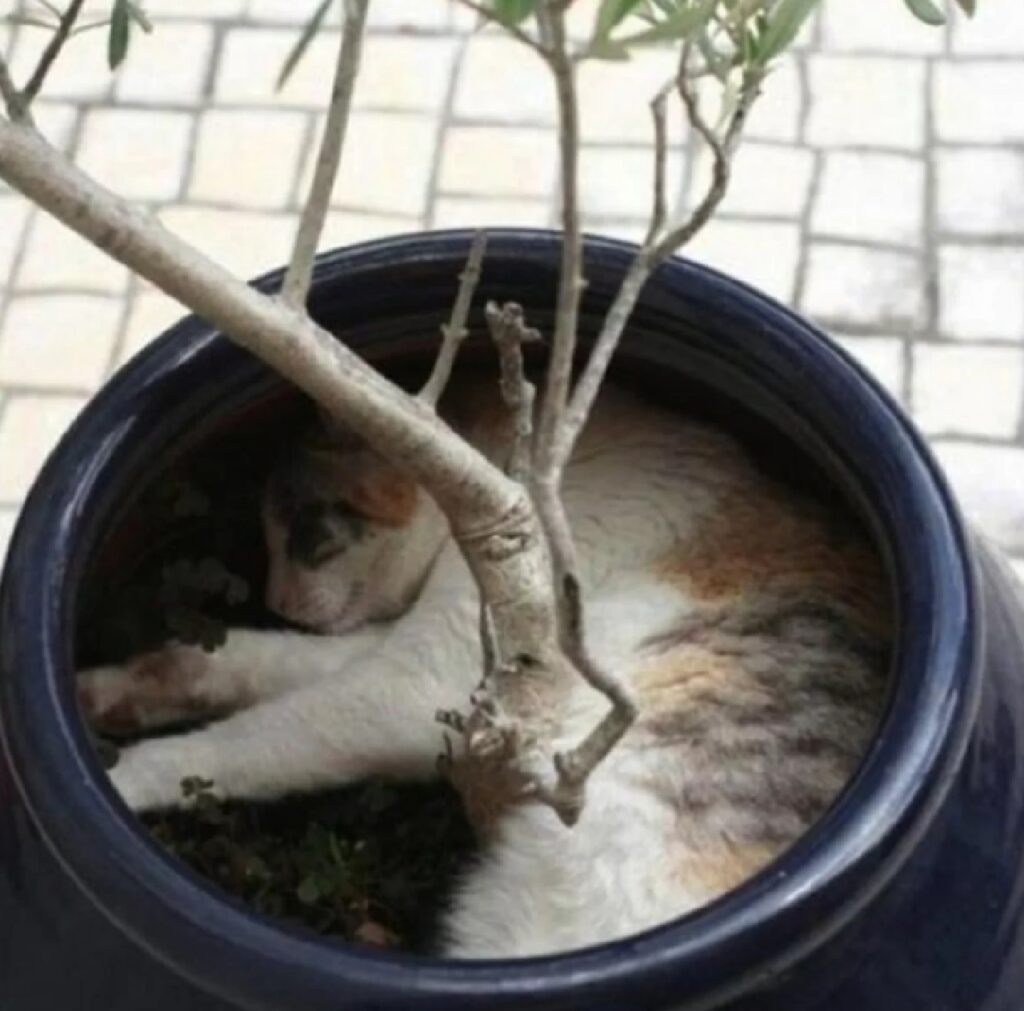 gatto dentro il vaso
