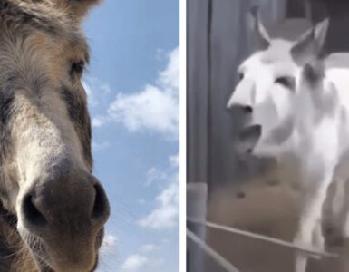 Asino dà i baci all'uomo che gli ha salvato la vita