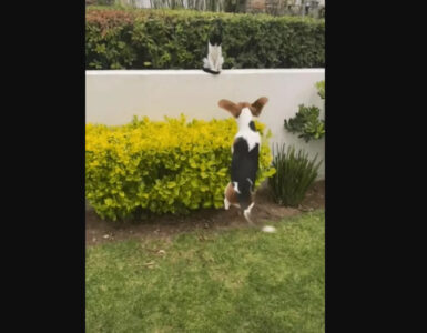 beagle e gatto