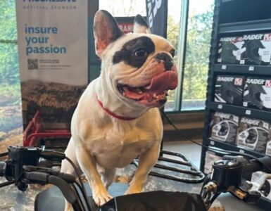 Bulldog Francese adottato al 4 tentativo dopo essere stato rifiutato 3 volte