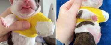 La storia di un bulldog senza zampa abbandonato nella neve.