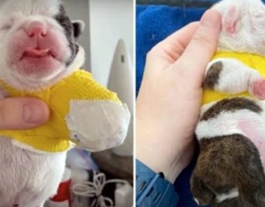 La storia di un bulldog senza zampa abbandonato nella neve.