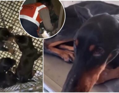 Cagnolina coraggiosa partorisce tre cuccioli durante il terremoto in Turchia