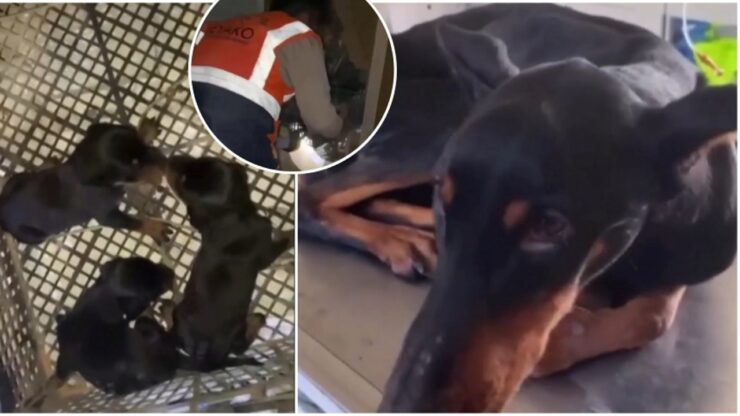 Cagnolina coraggiosa partorisce tre cuccioli durante il terremoto in Turchia