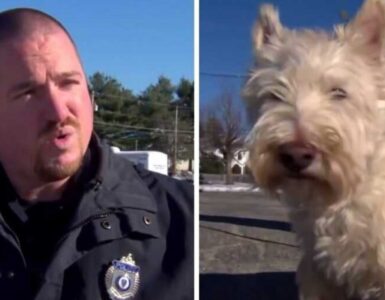 Cagnolina chiede aiuto al poliziotto per salvare la sua sorellina