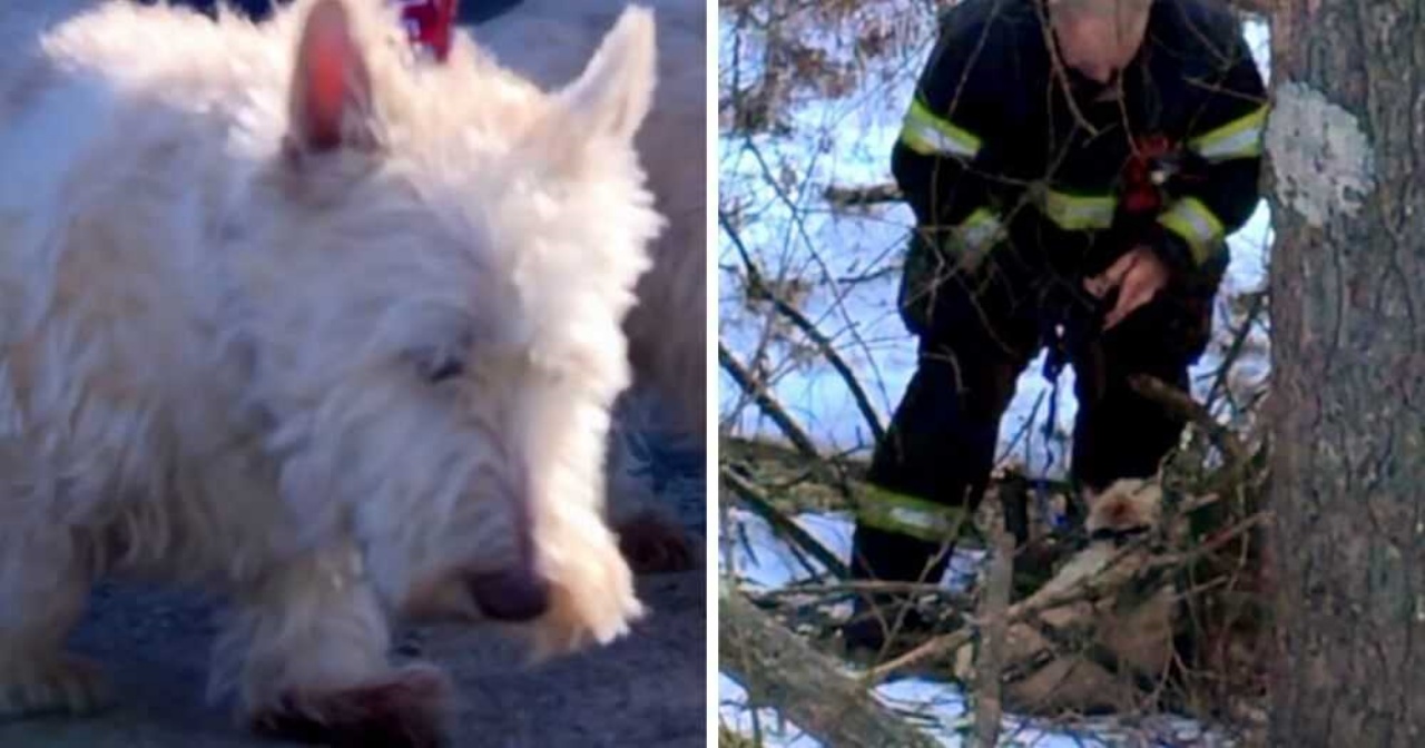 Cagnolina chiede aiuto al poliziotto per salvare la sua sorellina