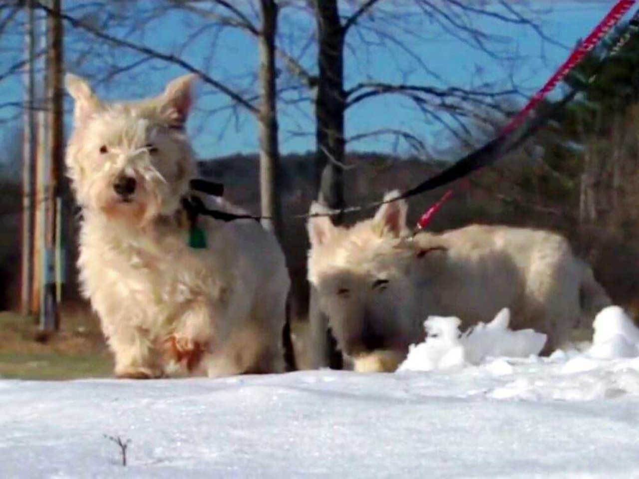 Cagnolina chiede aiuto al poliziotto per salvare la sua sorellina