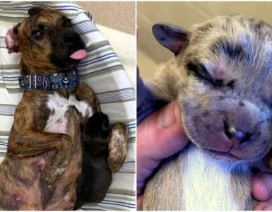 Cagnolina incinta salvata dai volontari