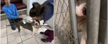 Cagnolina porge la zampa attraverso le sbarre