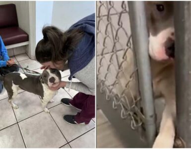 Cagnolina porge la zampa attraverso le sbarre