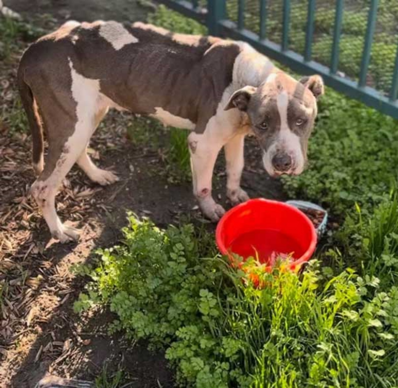 Cagnolina porge la zampa attraverso le sbarre