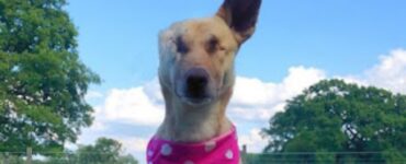 La storia della cagnolina Maggie sopravvissuta a 17 pallottole