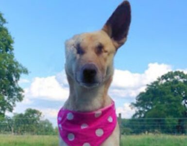 La storia della cagnolina Maggie sopravvissuta a 17 pallottole