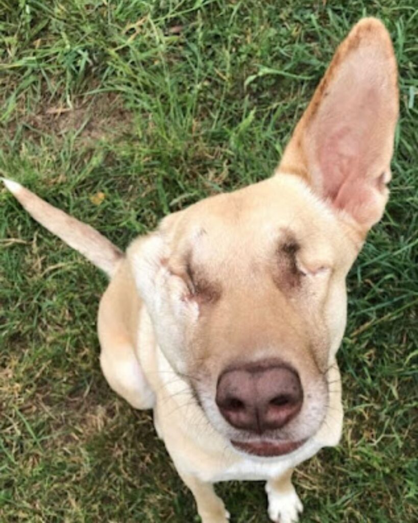 La cagnolina adesso sorride ed è felice